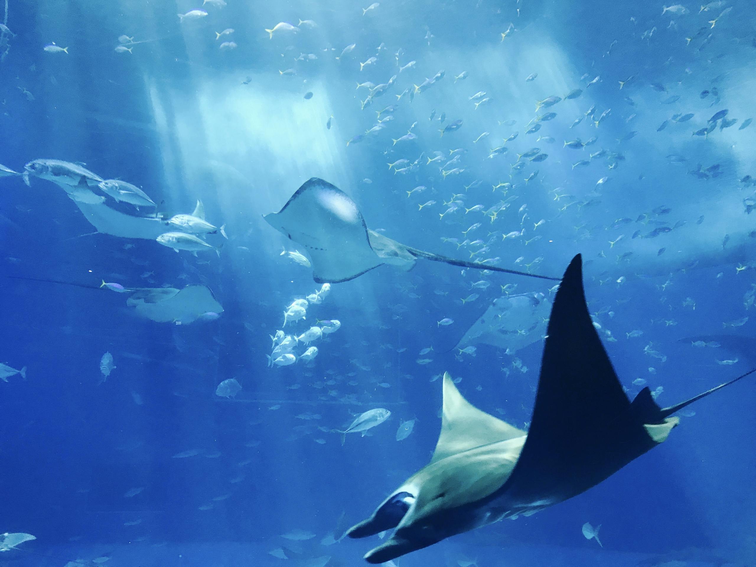 Stunning underwater image showcasing stingrays gliding gracefully amidst a shoal of fish, illuminated by sunrays.